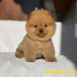 Orjinal Pomeranian Boo 3