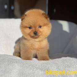 Orjinal Pomeranian Boo 1