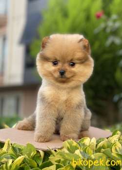 ORJİNAL POMERANİAN BOO 3