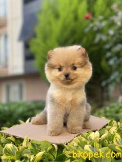 ORJİNAL POMERANİAN BOO 2