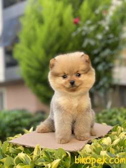 ORJİNAL POMERANİAN BOO 1