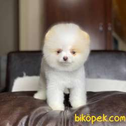 Orjinal Pomeranian Boo 1