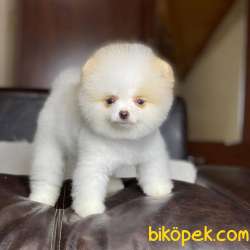 Orjinal Pomeranian Boo 2