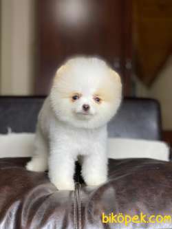 Orjinal Pomeranian Boo 3
