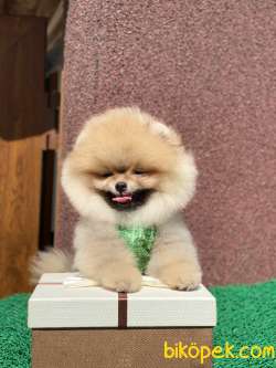 ORJİNAL POMERANİAN BOO 3