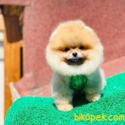 ORJİNAL POMERANİAN BOO 1