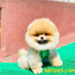 ORJİNAL POMERANİAN BOO 2