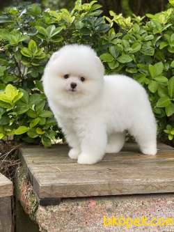 ORJİNAL POMERANİAN BOO 3
