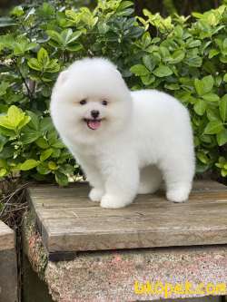 ORJİNAL POMERANİAN BOO 2