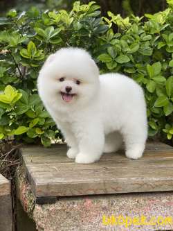 ORJİNAL POMERANİAN BOO 1
