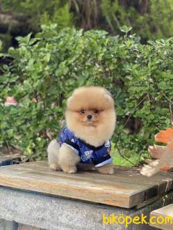 ORJİNAL POMERANİAN BOO 3