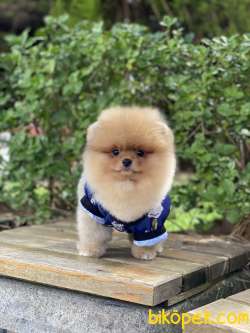 ORJİNAL POMERANİAN BOO 1