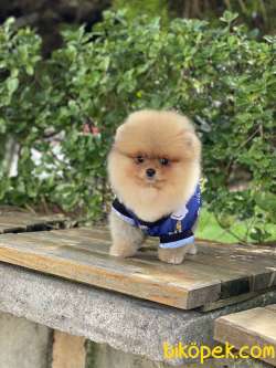 ORJİNAL POMERANİAN BOO 2