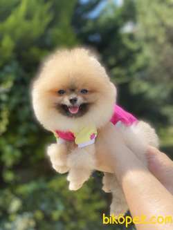 ORJİNAL POMERANİAN BOO 2