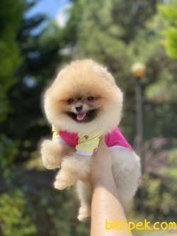 ORJİNAL POMERANİAN BOO 3