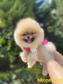 ORJİNAL POMERANİAN BOO 1