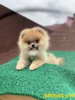 ORJİNAL POMERANİAN BOO 2
