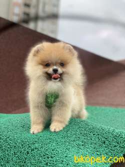 ORJİNAL POMERANİAN BOO 1