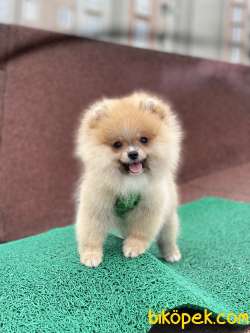 ORJİNAL POMERANİAN BOO 3