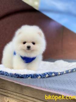 ORJİNAL POMERANİAN BOO 3
