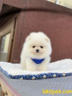 ORJİNAL POMERANİAN BOO 1