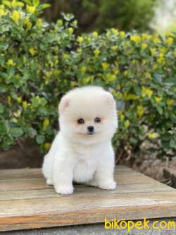 ORJİNAL POMERANİAN BOO 2