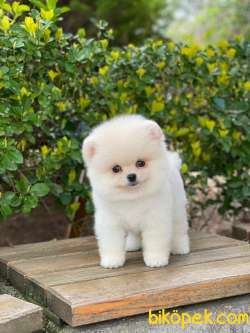 ORJİNAL POMERANİAN BOO 3