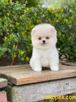 ORJİNAL POMERANİAN BOO 1