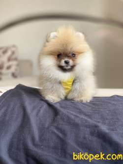 ORJİNAL POMERANİAN BOO 3