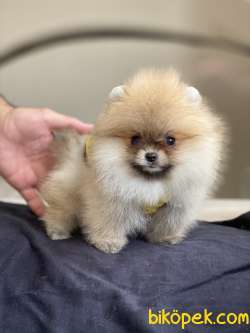 ORJİNAL POMERANİAN BOO 2