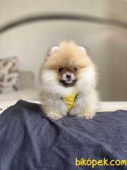 ORJİNAL POMERANİAN BOO 1