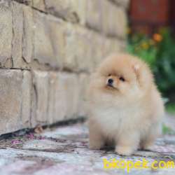 Orjinal Pomeranian Boo 3