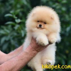 Orjinal Pomeranian Boo 2