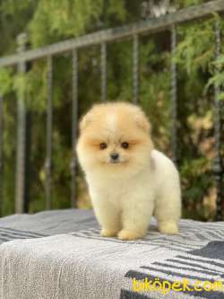 ORJİNAL POMERANİAN BOO 1