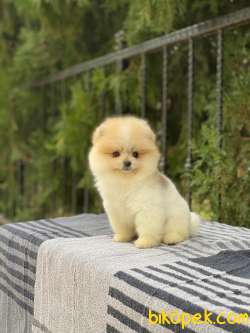 ORJİNAL POMERANİAN BOO 3