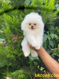 Orjinal Pomeranian Boo 1