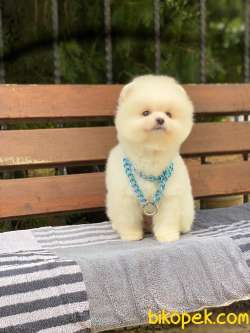 Orjinal Pomeranian Boo 3