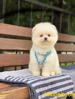 Orjinal Pomeranian Boo 4