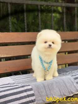 Orjinal Pomeranian Boo