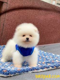 Orjinal Pomeranian Boo 1