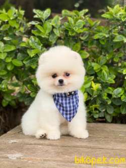 Orjinal Pomeranian Boo 3