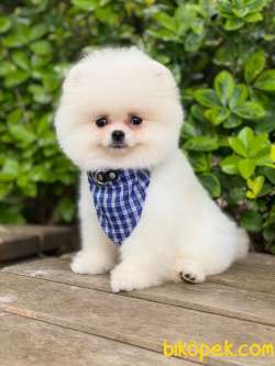 Orjinal Pomeranian Boo 1