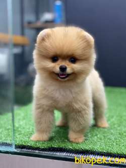 Orjinal Pomeranian Boo 3