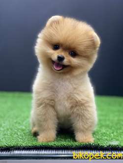 Orjinal Pomeranian Boo 2