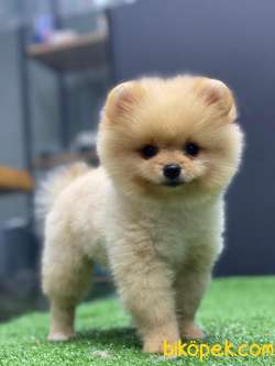 Orjinal Pomeranian Boo