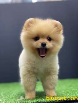Orjinal Pomeranian Boo 2