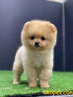 Orjinal Pomeranian Boo 3
