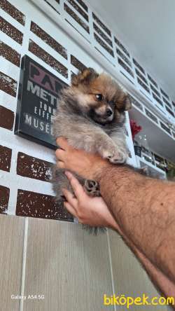 ORJİNAL POMERANİAN BOO 3