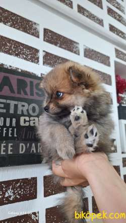 ORJİNAL POMERANİAN BOO 2