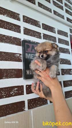 ORJİNAL POMERANİAN BOO 4